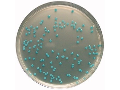 merck ALOA 培养基  1.00427.0500  李斯特菌选择培养基